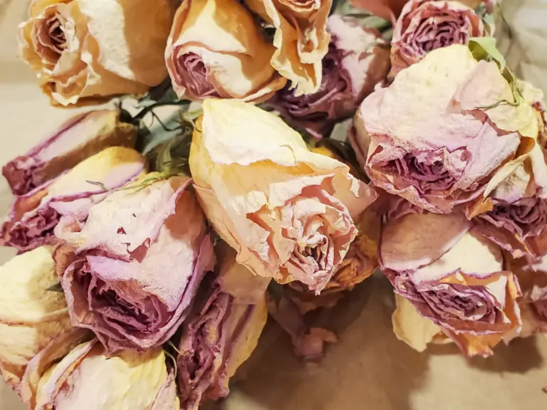 After the Festival: 5 Beautiful Ways to Give Your Diwali Flowers a Second Life