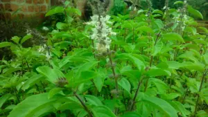 How to Grow a Lush, Bushy Tulsi Plant: The Only Guide You'll Ever Need