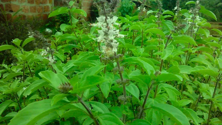 How to Grow a Lush, Bushy Tulsi Plant: The Only Guide You'll Ever Need